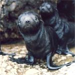 Seal Island pup